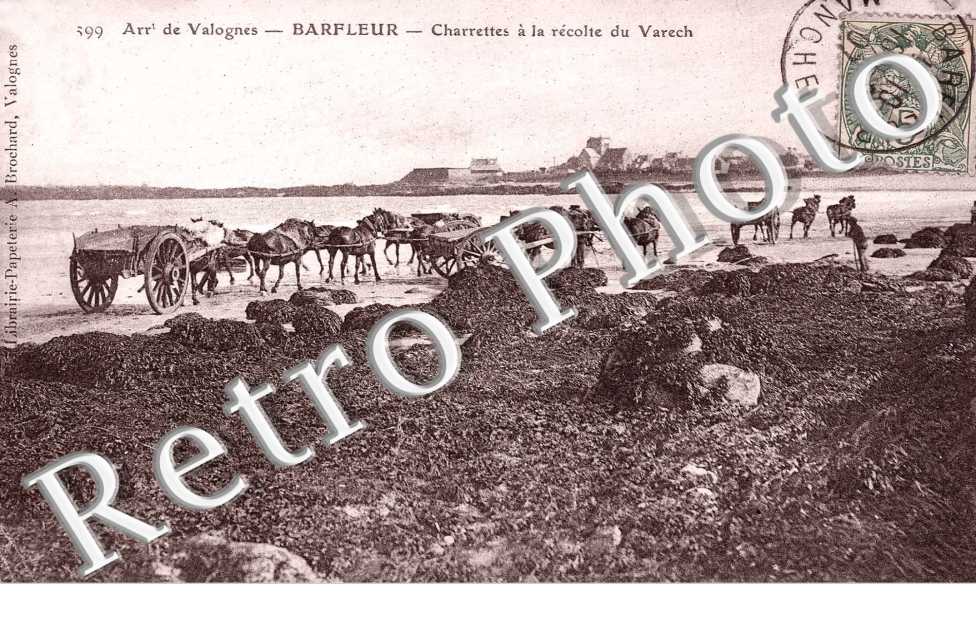 Charrettes a la recolte du Varech