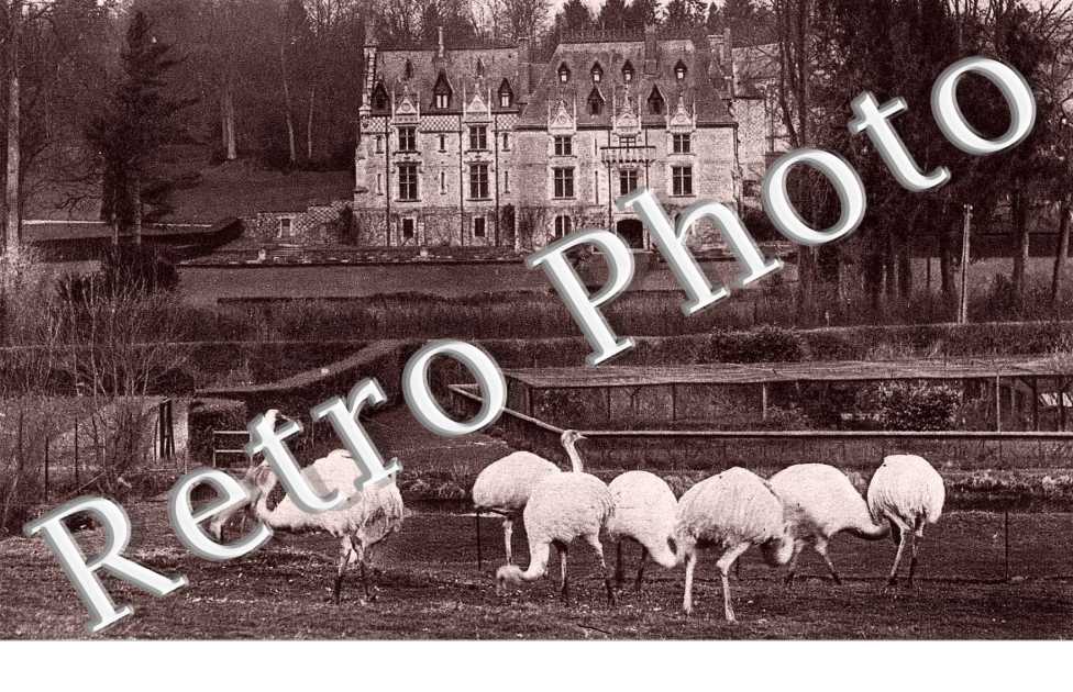 Chateau et Autruches