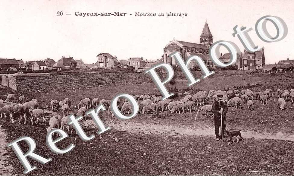 Moutons au paturage