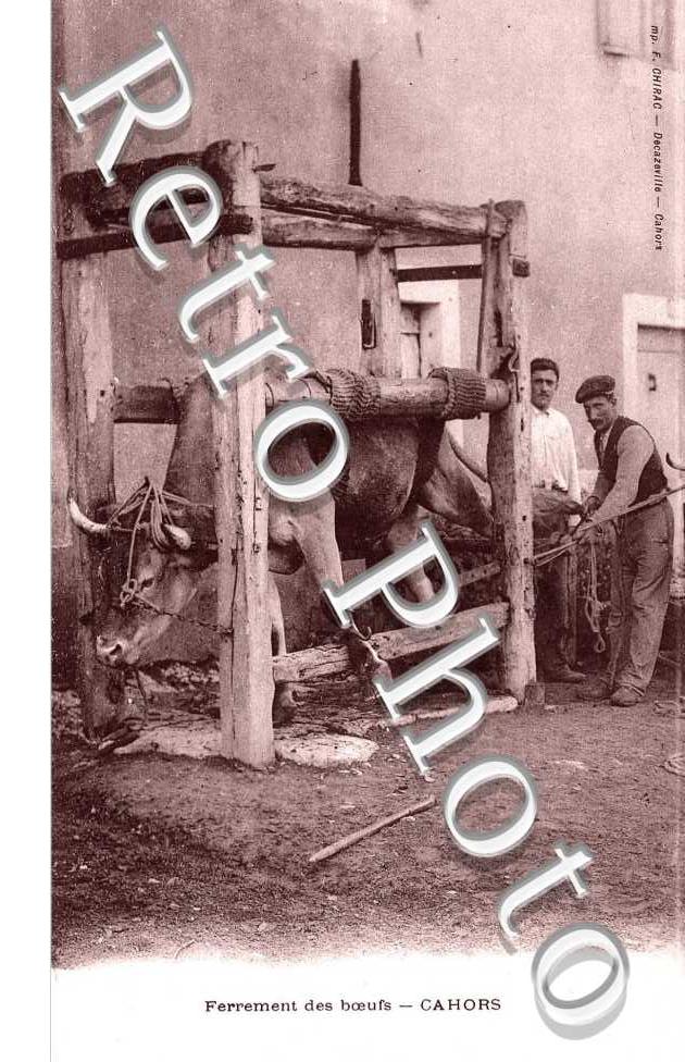 ferrement des boeufs (folklore - metiers - agriculture)