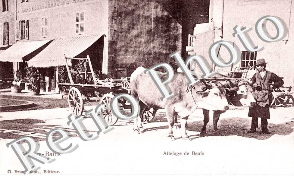 Attelage de boeufs