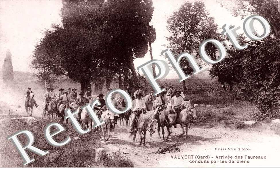 Arrivee des taureaux  conduit par les gardiens