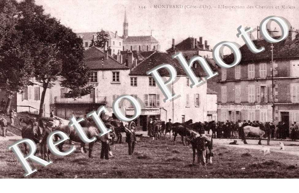 L'inspection des chevaux et mulets