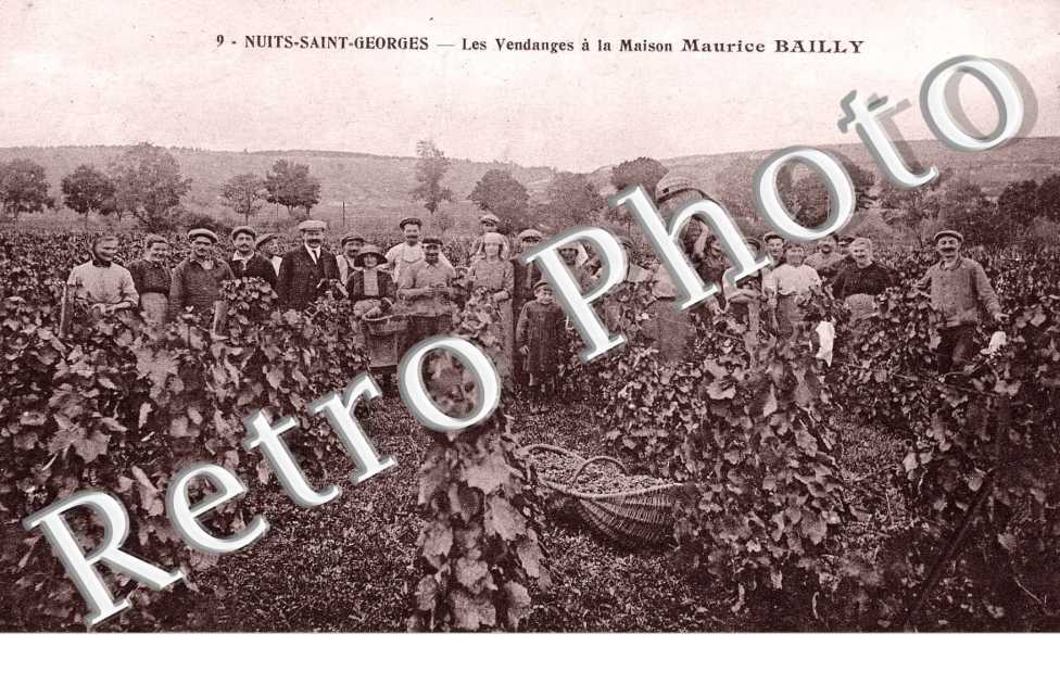 les Vendanges a la Maison Maurice Bailly