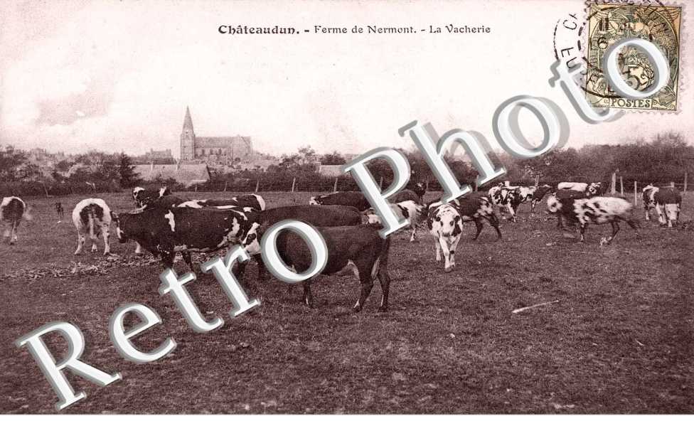 ferme de nermont, la vacherie