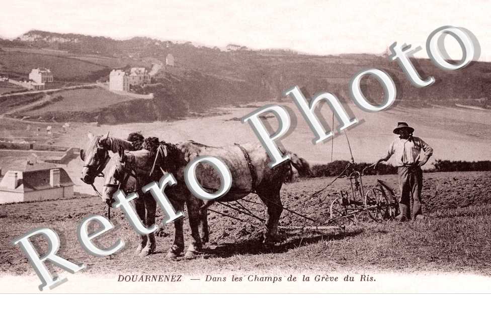 Dans les Champs de la Grève du Ris