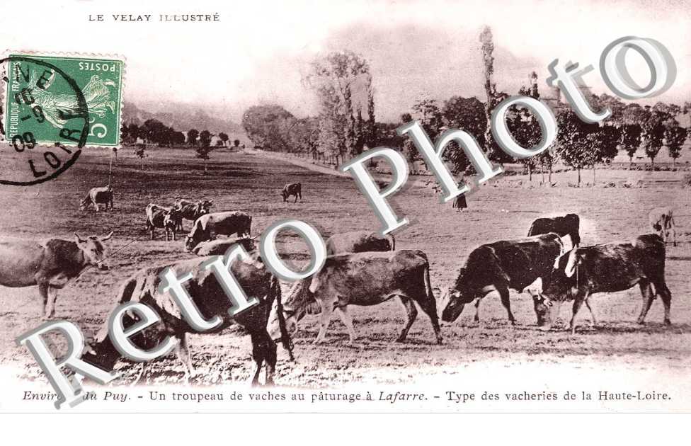 UN TROUPEAU DE VACHES