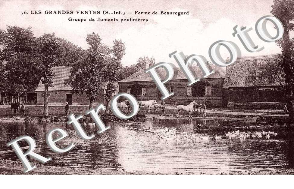 (les) Ferme de Beauregard - Groupe de juments poulineres