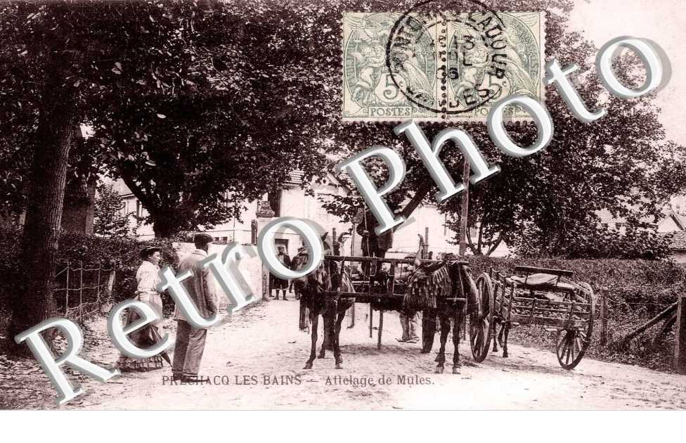 Attelage de Mules