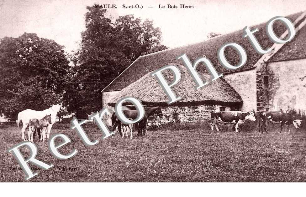 Le bois Henri