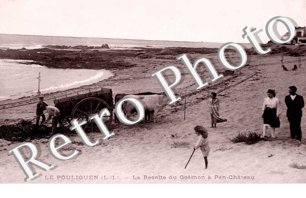la recolte du Goemeon a Pen-Chateau