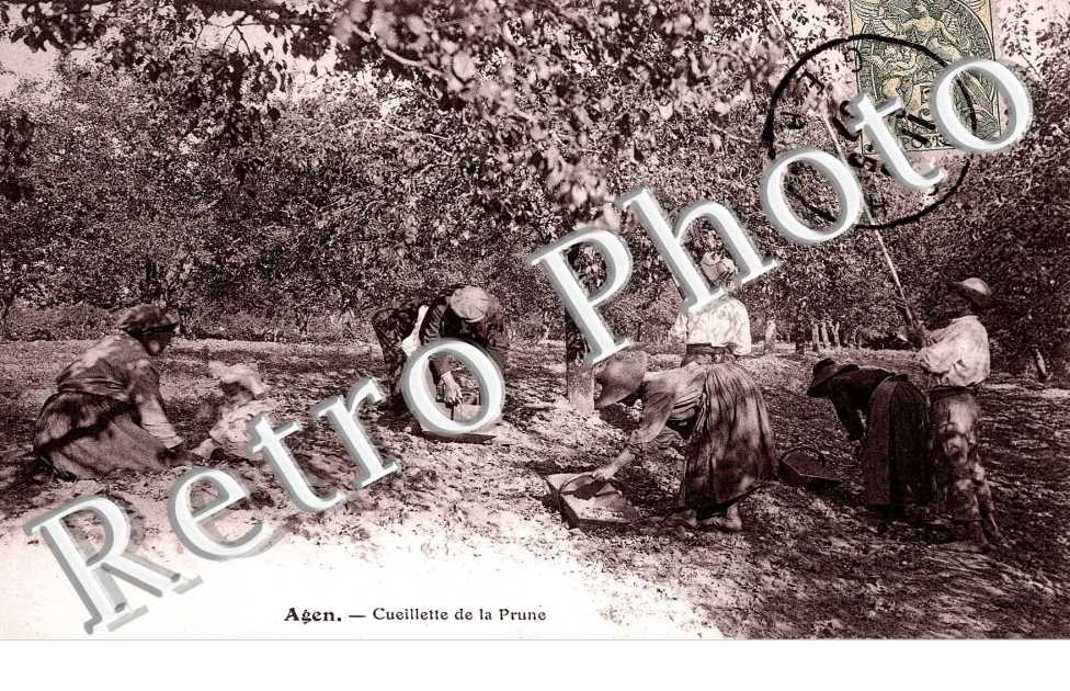 Cueillette de la Prune