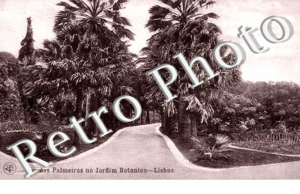 Rua des Palmerias no Jardim Botanico