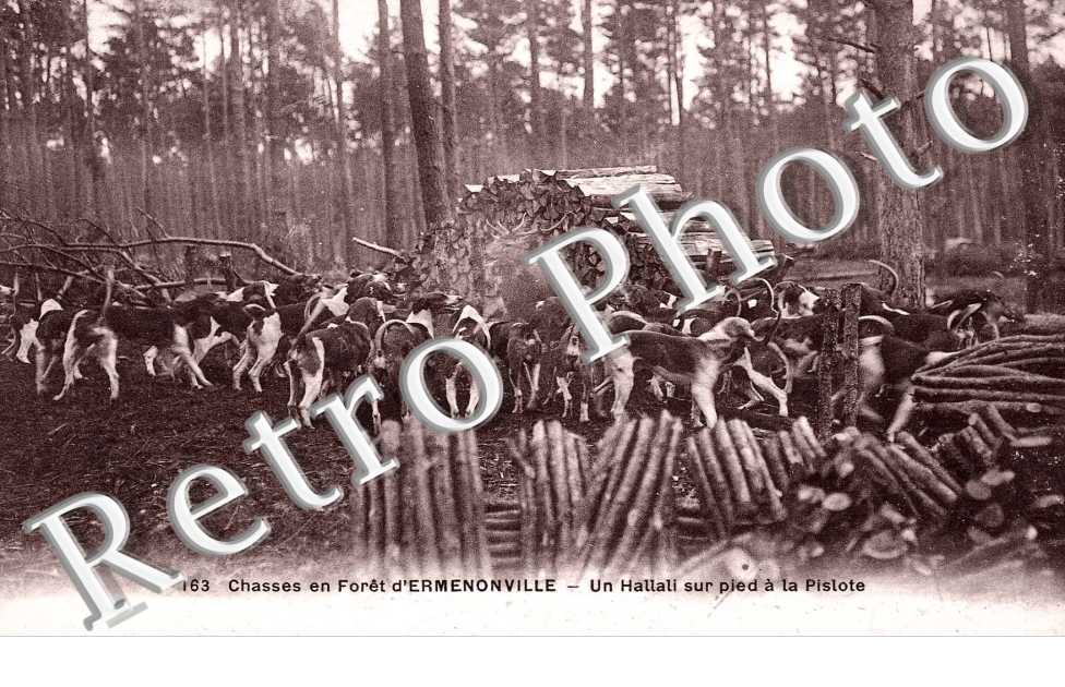 chasses en foret d' Ermenonville, un hallali sur pied a la pislote