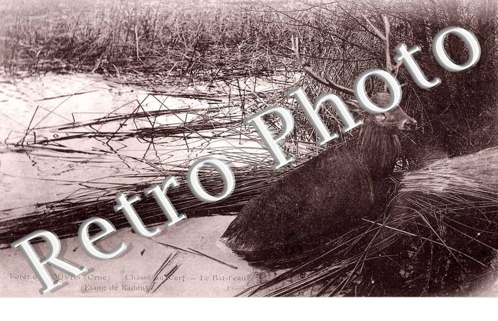 Foret d&#039;Ecouves - Chasse au cerf - le bat-l&#039;eau Etang de Radon