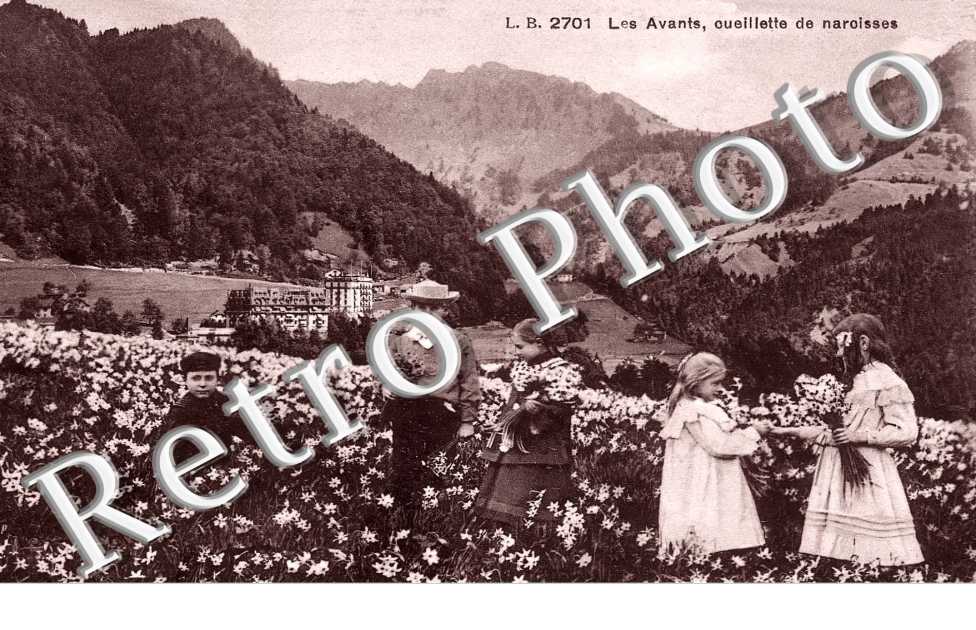 Cueillette de narcises
