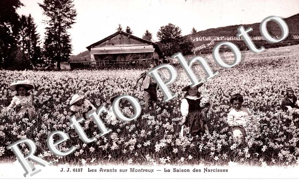 La Saison des Narcisses