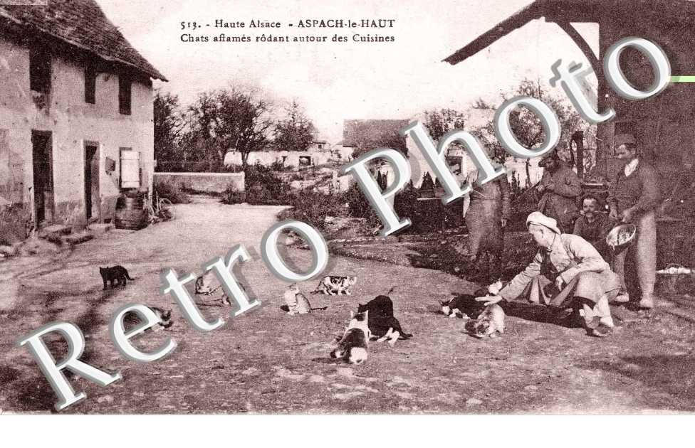 chats affames rodant autour des cuisines
