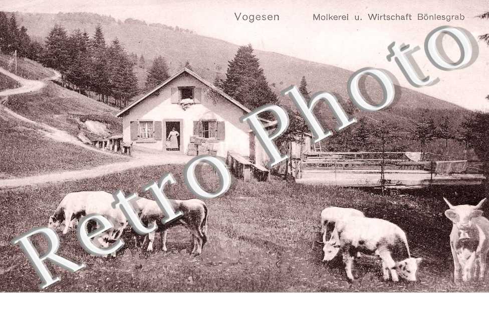 Vogesen - Molkerei u. Wirtschaft Bonlesgrab