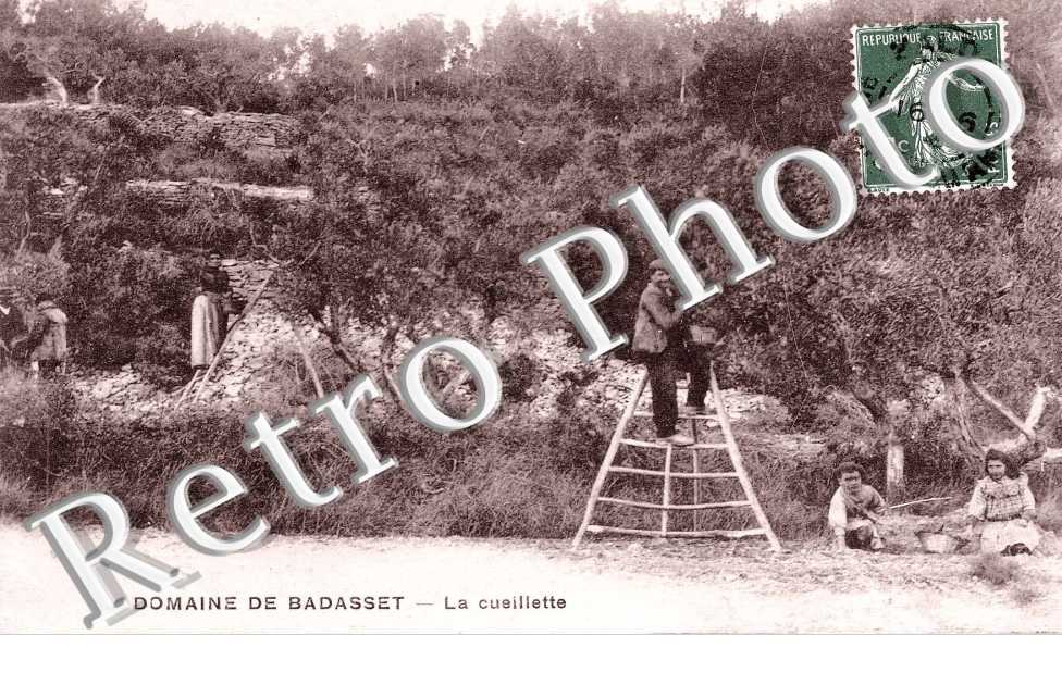 domaine de BADASSET La cueillette