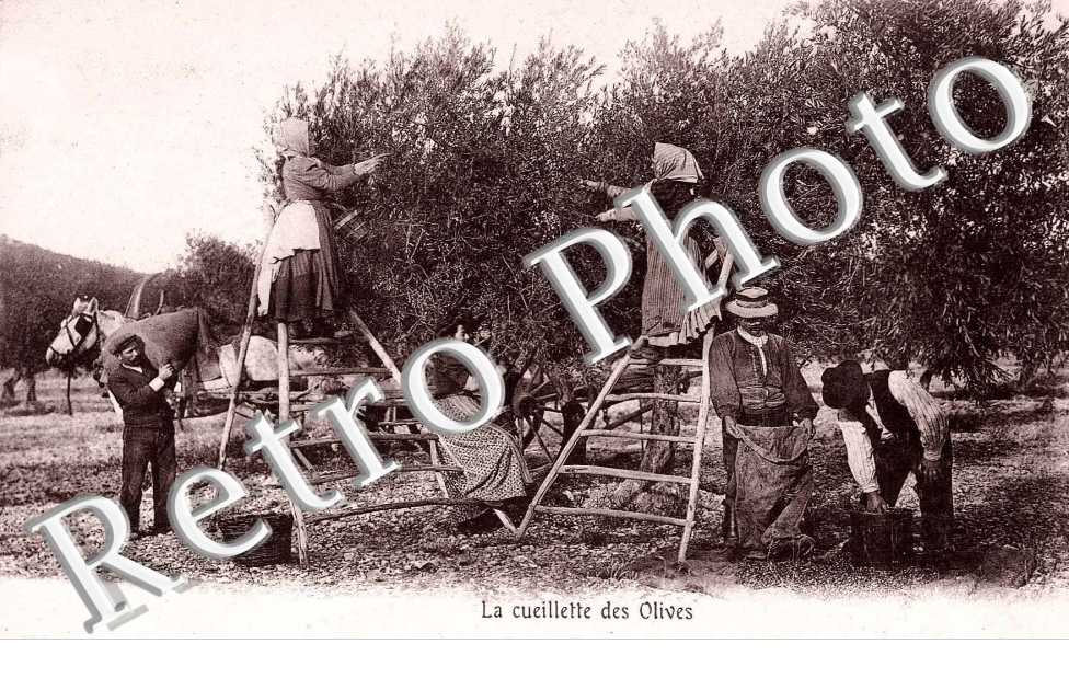 la cueillette des olives