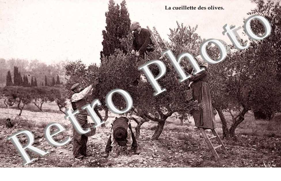 La cueillette des olives