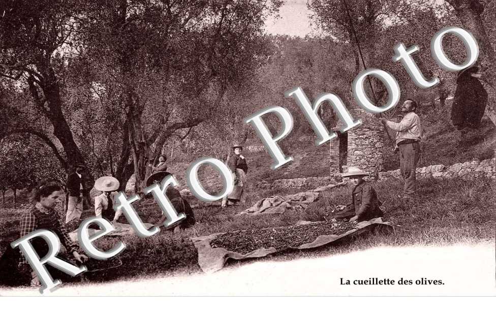 la cueillette des olives