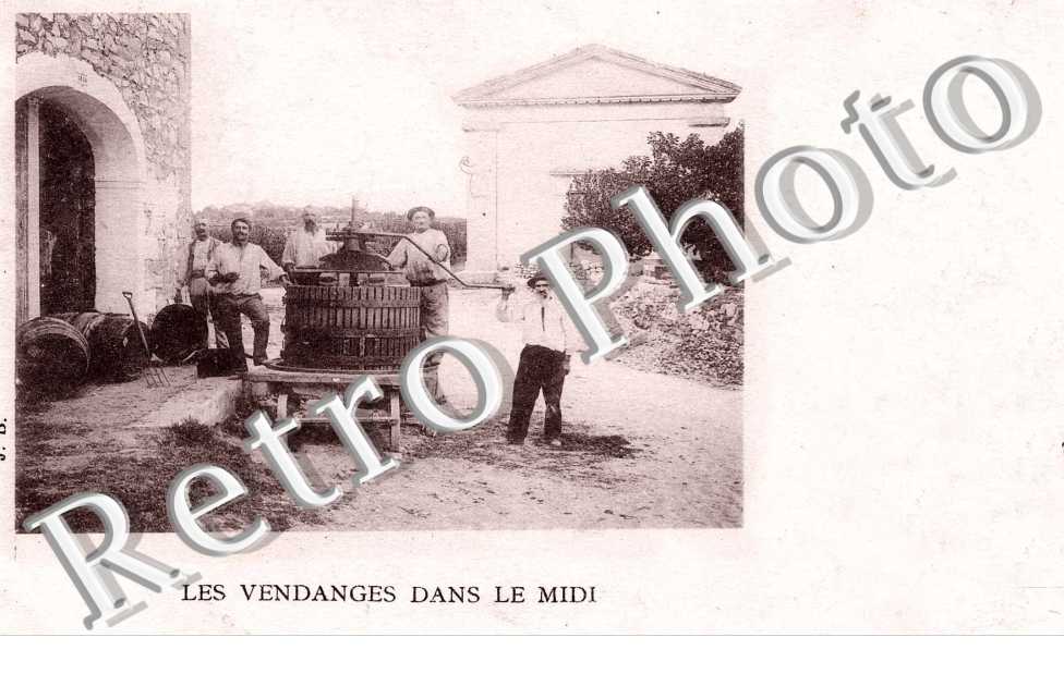 Les Vendanges dans le Midi