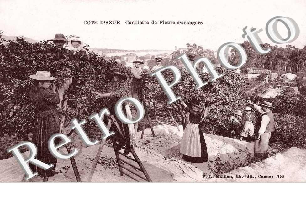 La Cueillette des Fleurs d&#039;Orangers