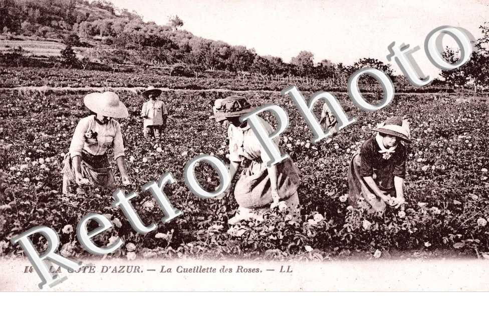 La Cueillette des Roses