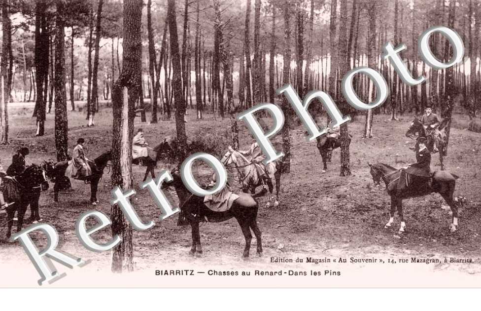 Chasses au renard dans les pins