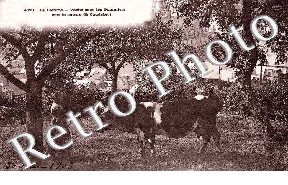 La Laiterie - Vache sous les pommiers