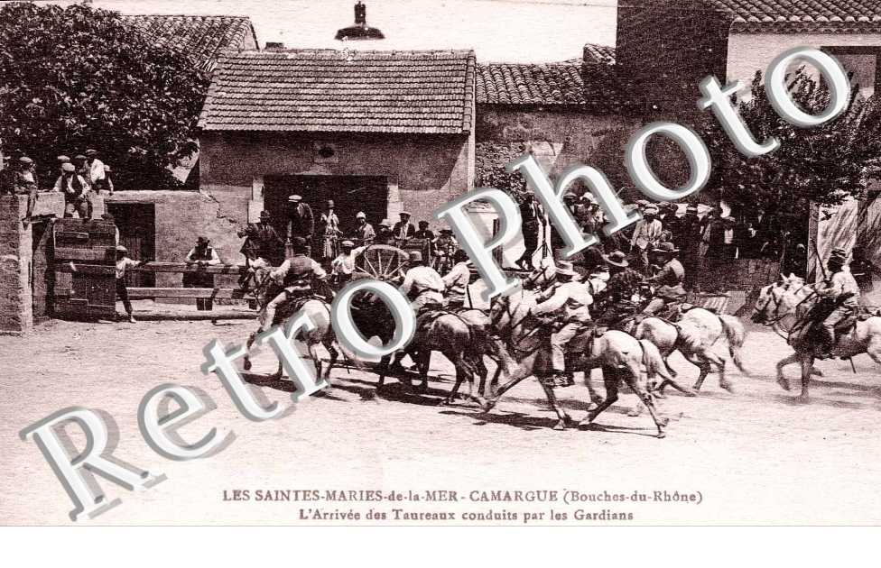 l&#039;arrivee des taureaux