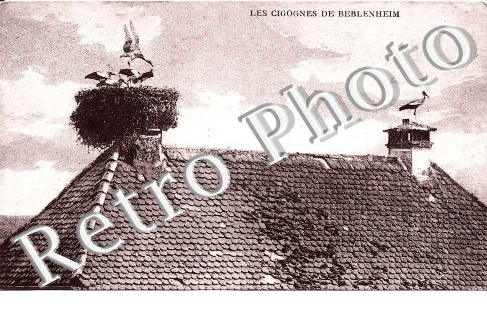 les cigognes