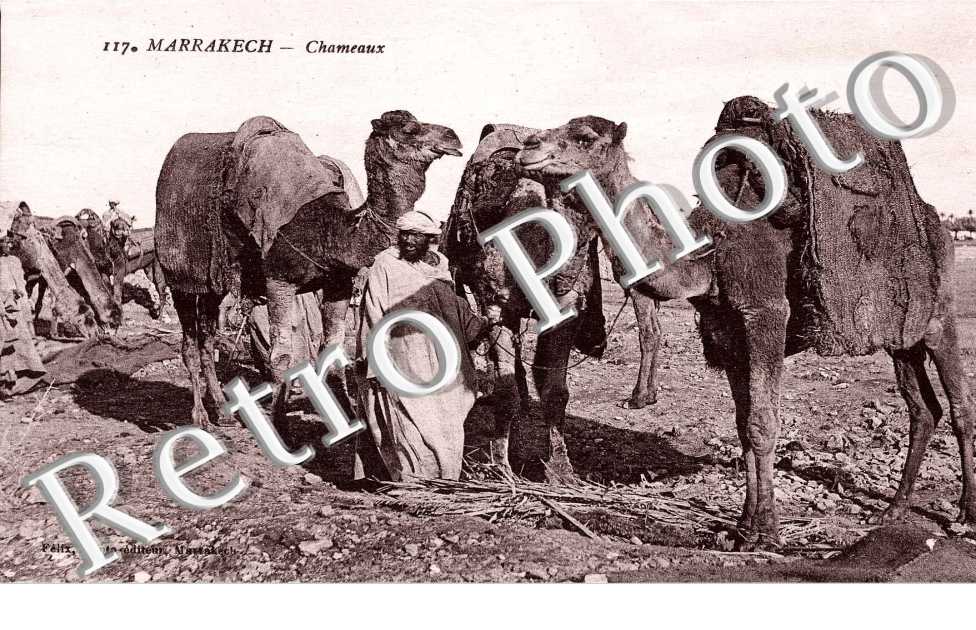 Chameaux