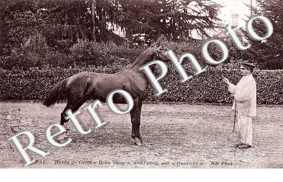 Haras de Gelos, "Beau Sieur", demi sang par "Questeur"