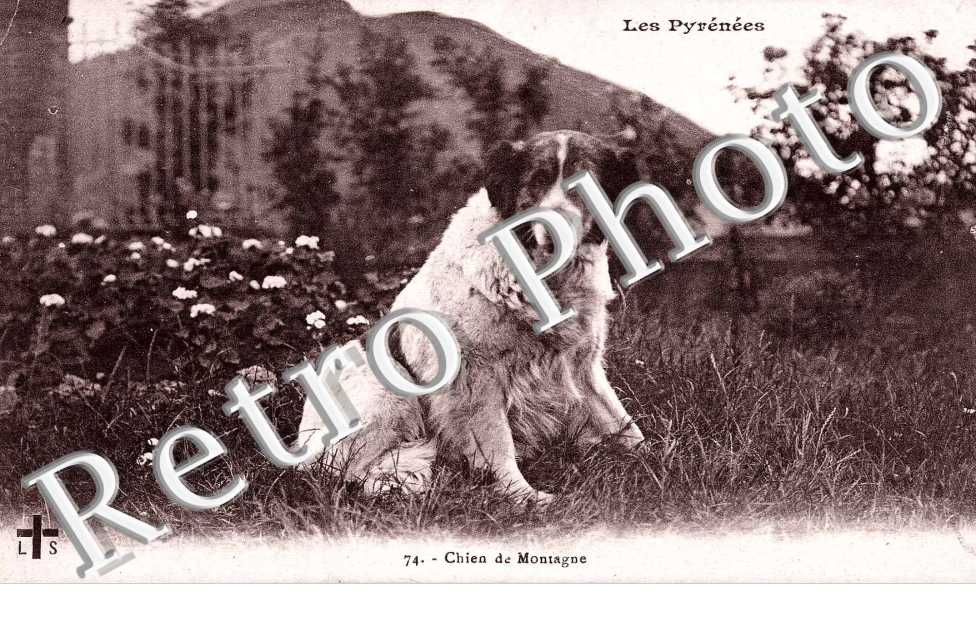 chien de montagne