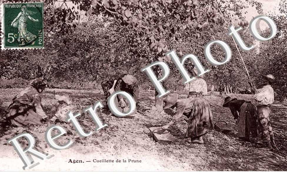 CUEILLETTE DE LA PRUNE 