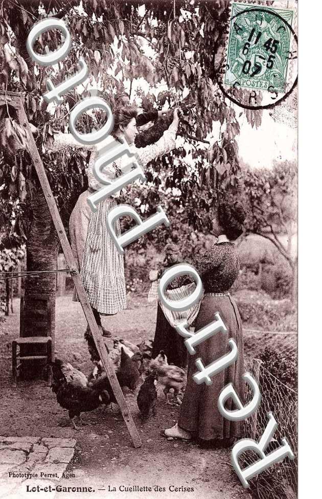 La Cueillette des Cerises
