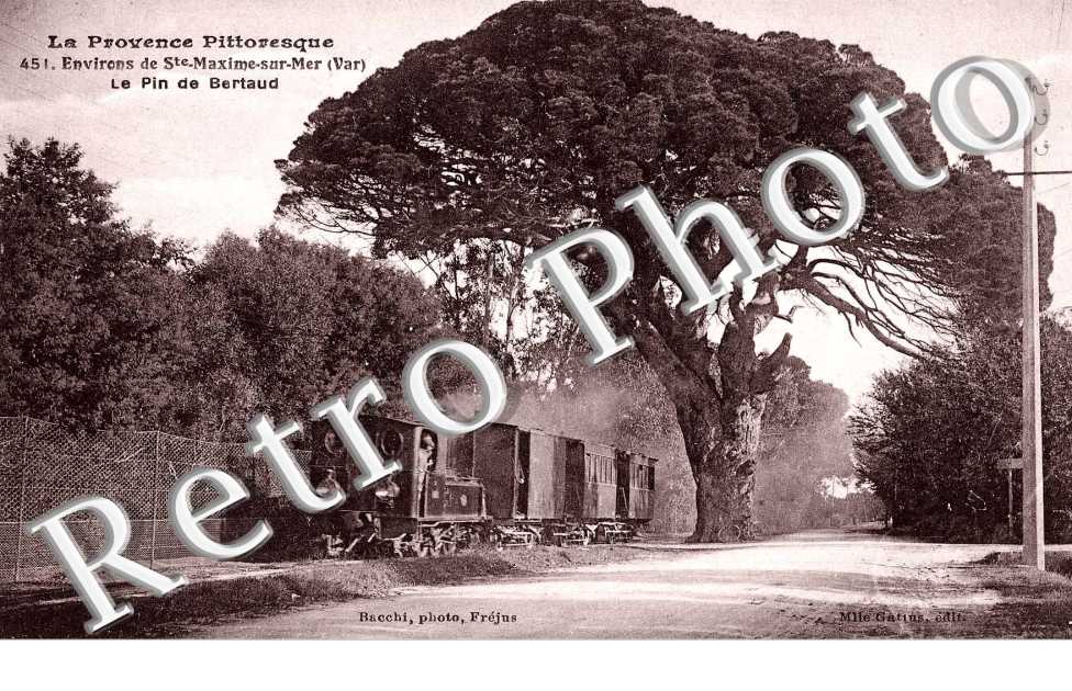 LE PIN DE BERTAUD