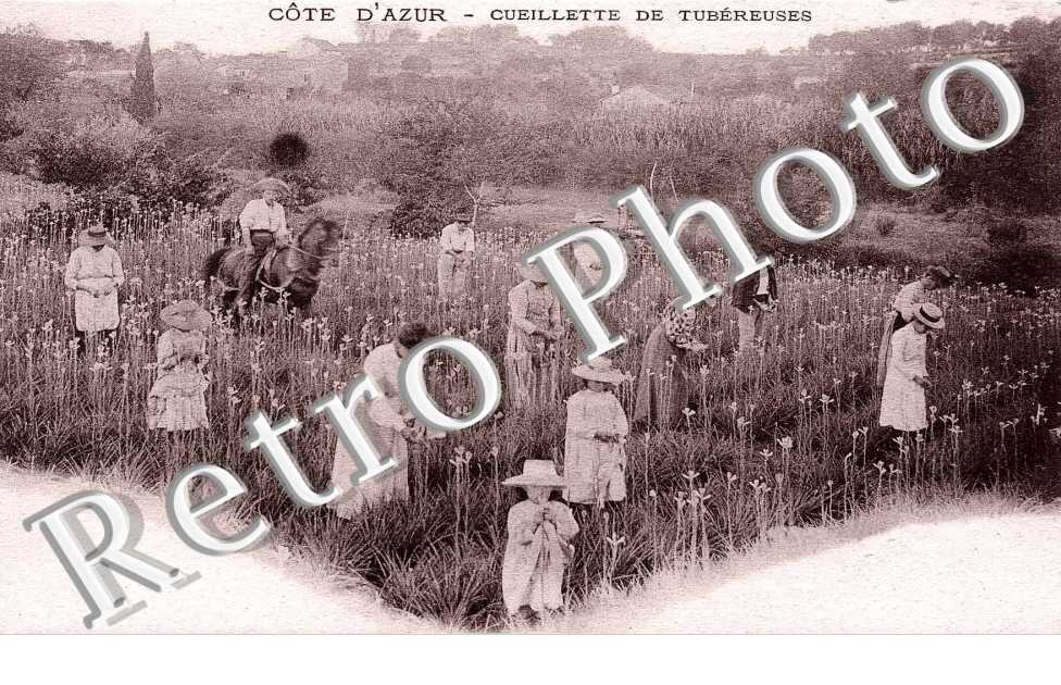 La Cueillette des Tubereuses