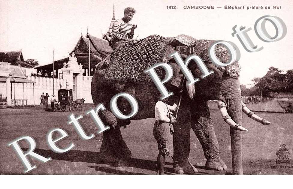 Elephant prefere du Roi