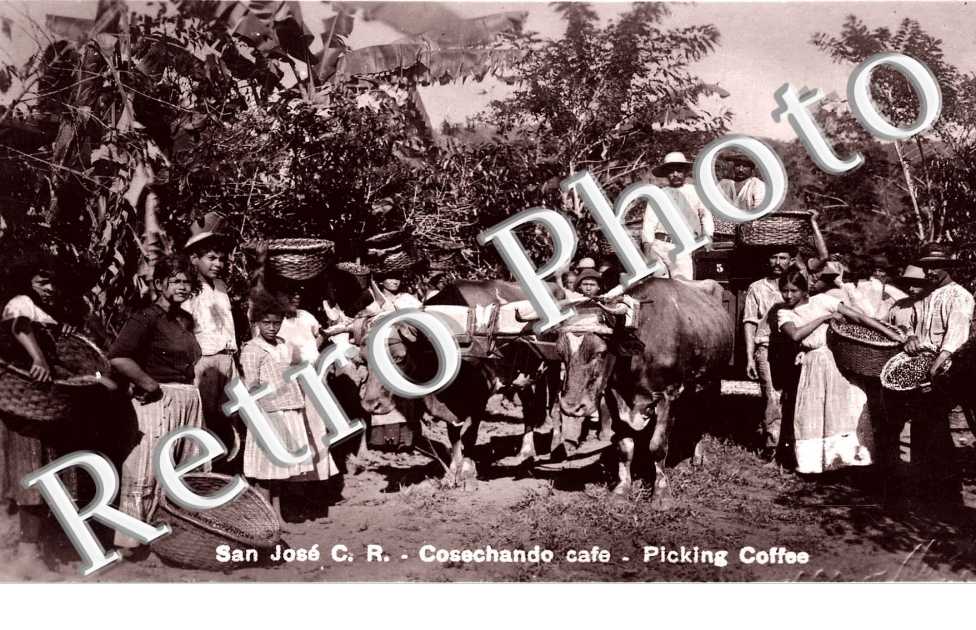 Cosechando cafe