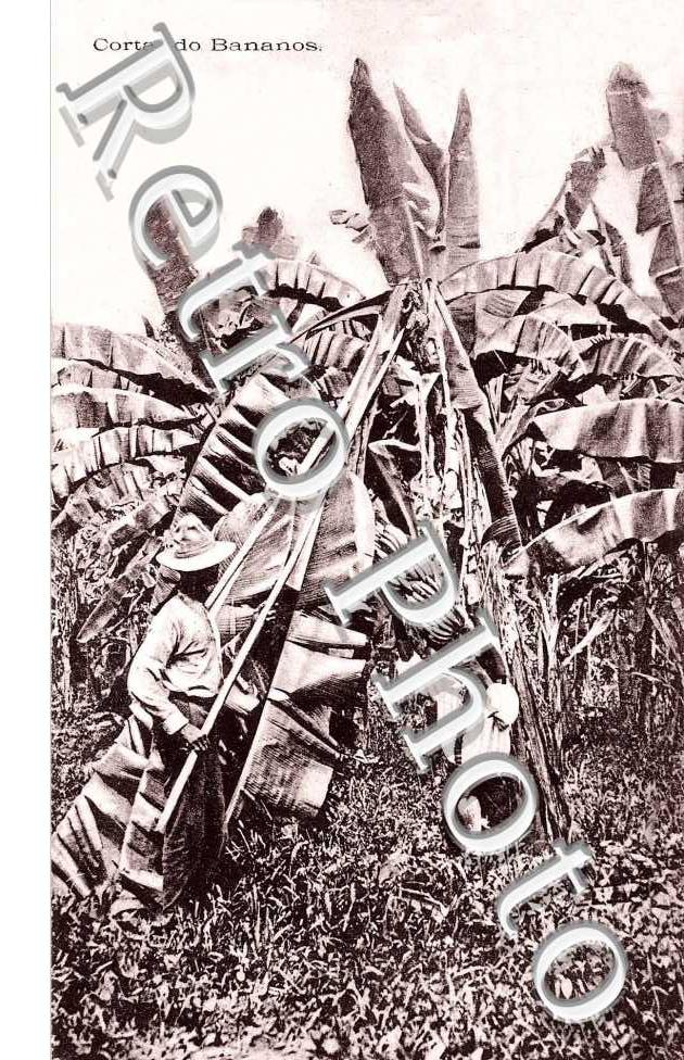 Cortando bananos