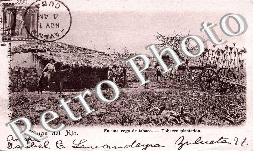 Pinar del Rio, En una vega de tabaco