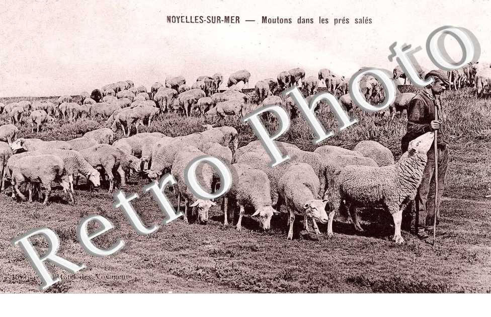 Moutons dans les pres sales (elevage)