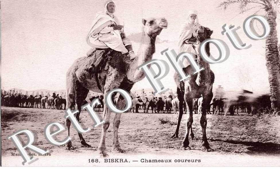 Chameaux Coureurs