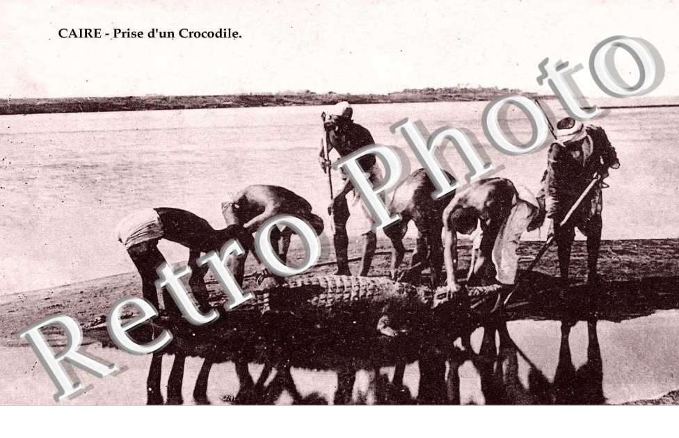 prise d'un crocodile