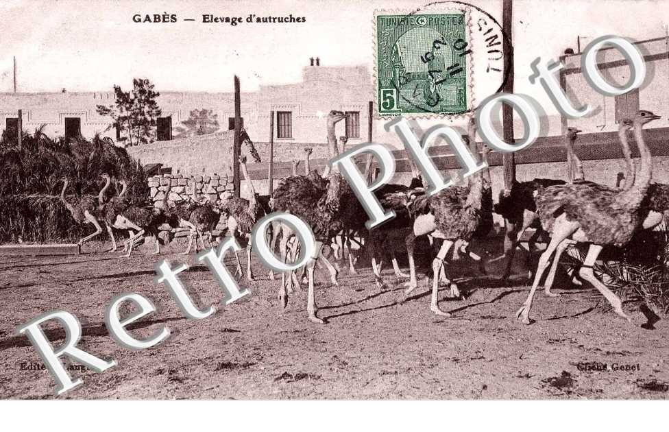 Elevage d'autruches