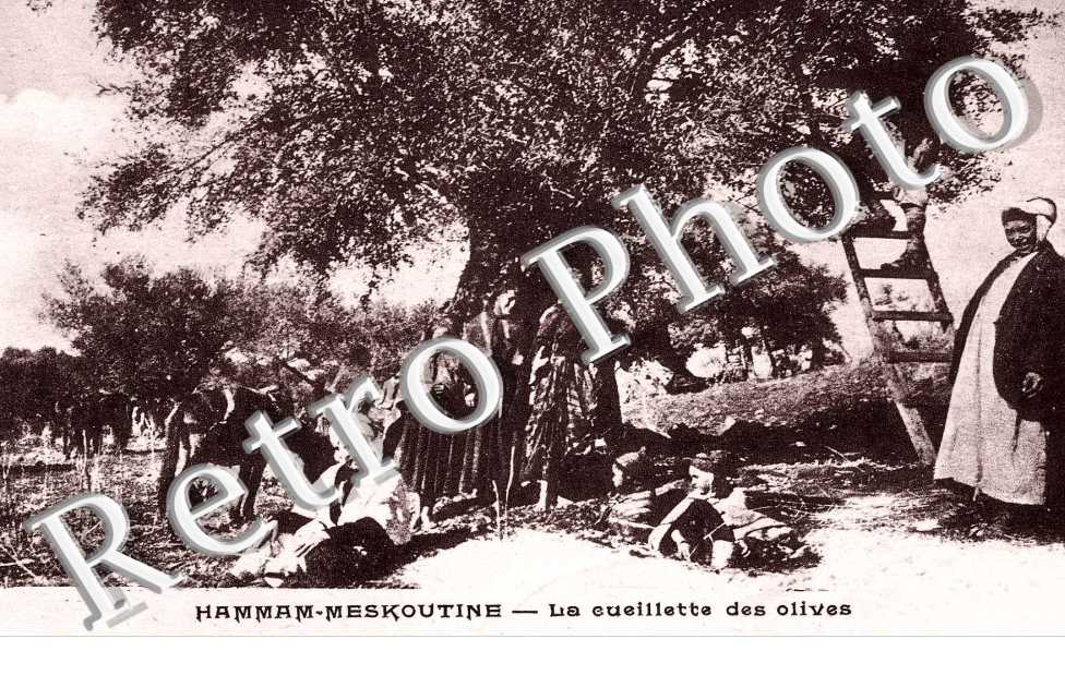 la Cueillette des Olives